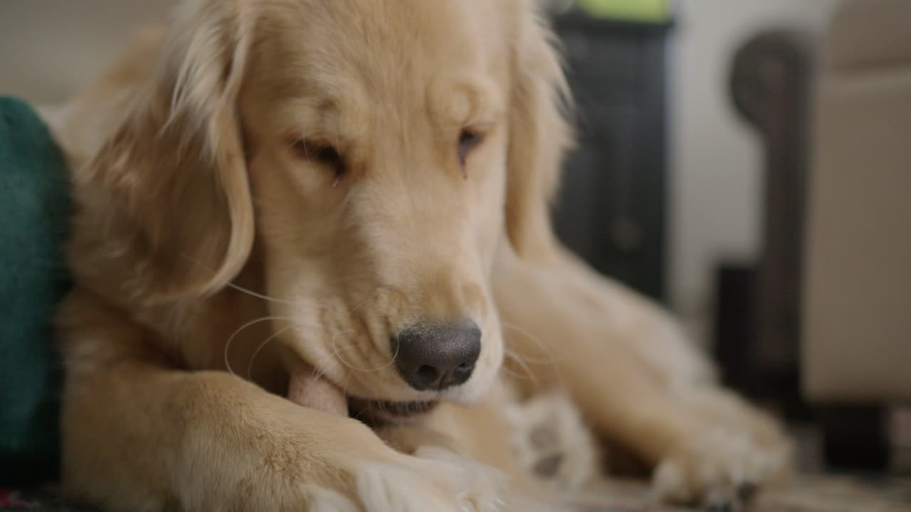 Close Up Slow Motion Shot of a Golden Retriever Chewing on a Bone