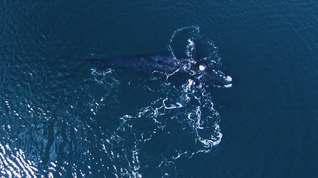 발데스 파타고니아 반도의 어미 위에서 노는 새끼 고래