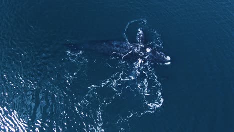 baby whale playing on top of the mother in peninsula valdes patagonia - aerial birdseye view slowmotion