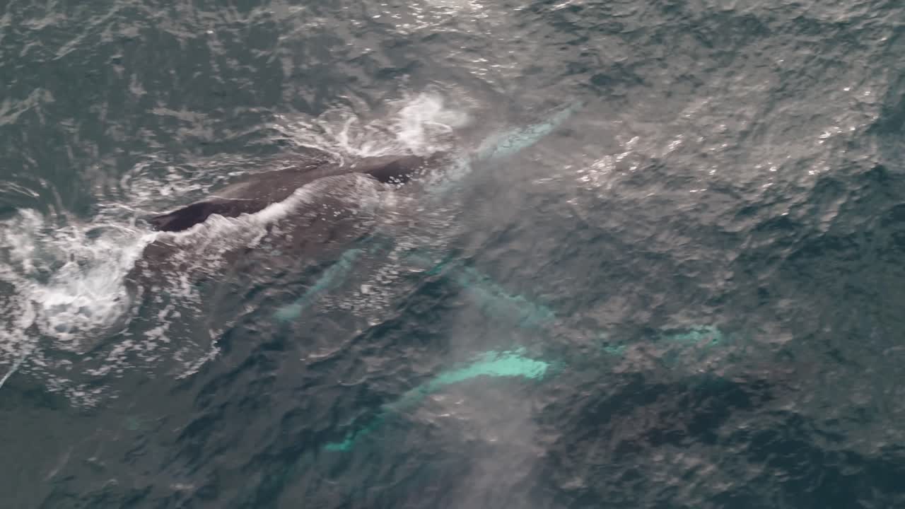 Aerial drone view of two humpback whales swimming side by side in the open ocean—capturing a serene marine wildlife moment in crystal-clear waters off the coast of Sydney, Australia.