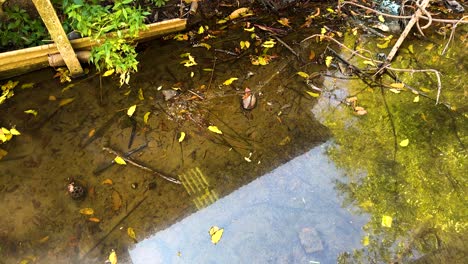 flooded area with debris and trash