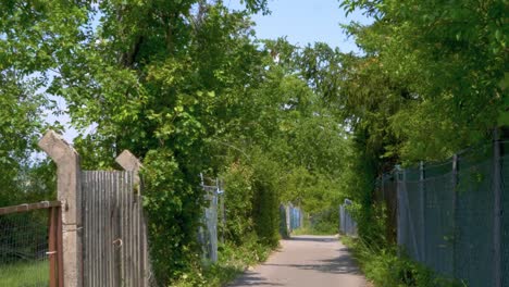 Paseo-Panorámico-Por-Un-Sendero-Verde-Rodeado-De-Frondosos-árboles-En-El-Sur-De-Alemania