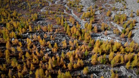 Aerial-flyover-over-a-forest-with-an-overhead-view-yellow-larches-in-the-Valais-region-of-Swiss-Alp-at-the-peak-of-golden-autumn-with-a-pan-up-view-to-the-distant-glacier-and-its-melt-stream