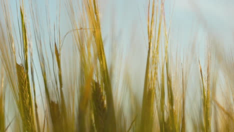 cinematic close up golden wheat field