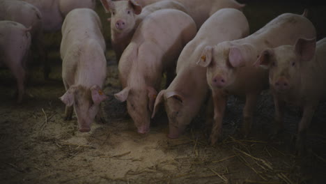 lechones en un corral de granja