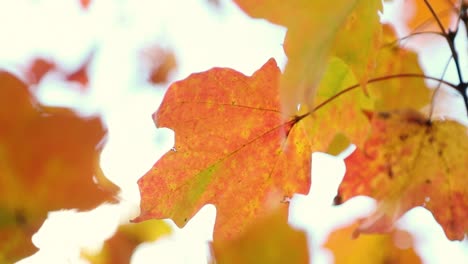 Beautiful-red-and-yellow-fall-autumn-leaves-blow-peacefully-in-the-wind