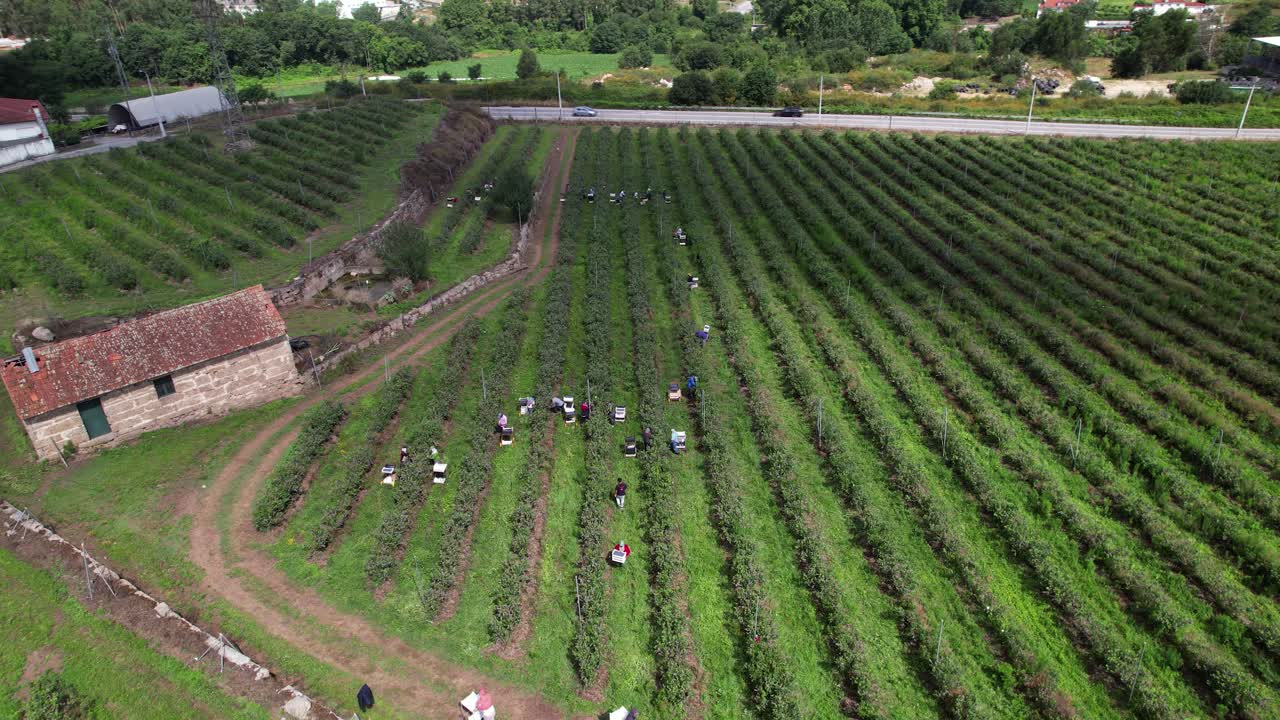 블루베리 농장 4k에서 블루베리를 따는 노동자들