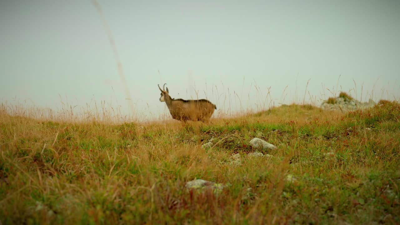 Wild goat stands alert on open alpine meadow surrounded by foggy High Tatras landscape, telephoto static