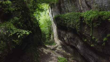 forest canyon landscape