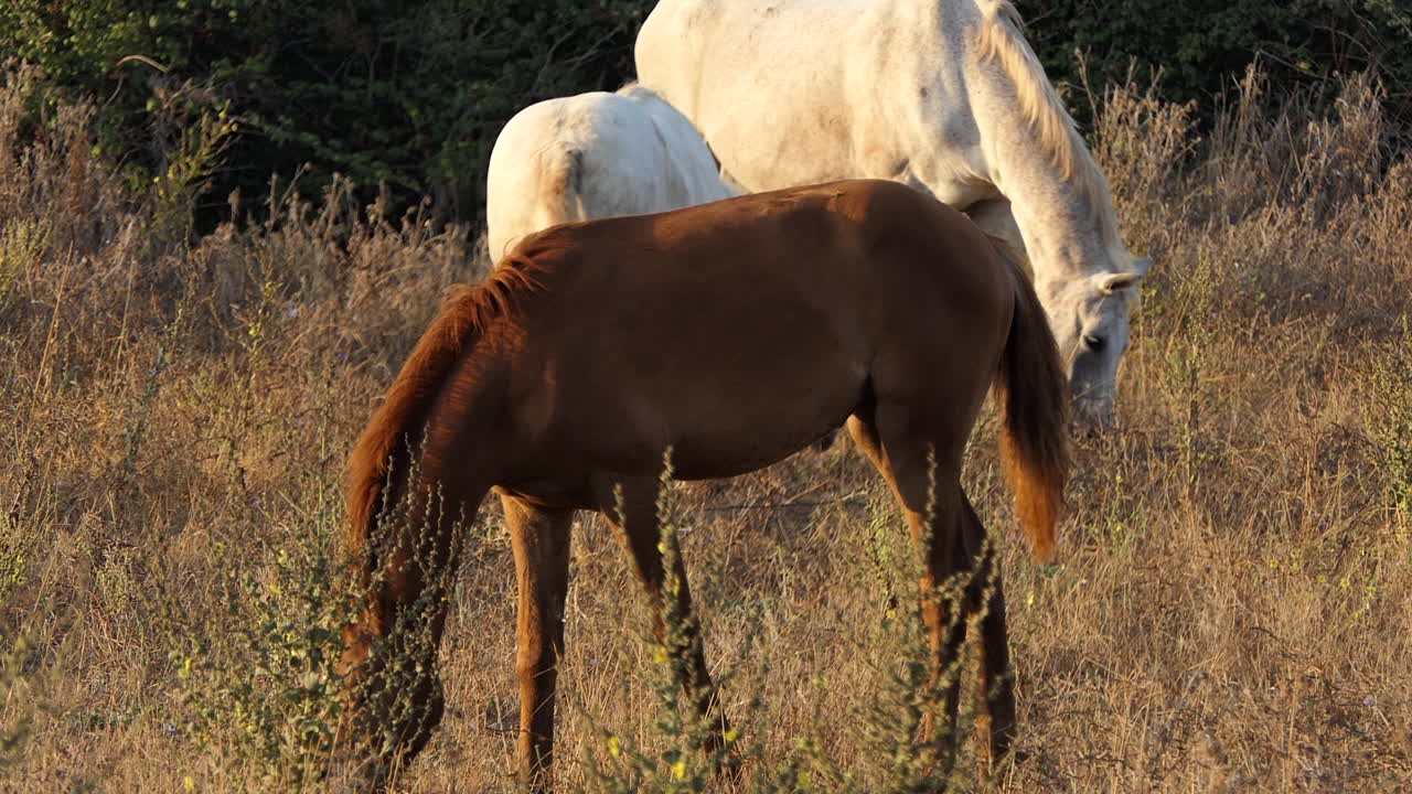 caballos españoles puros buscando comida al amanecer