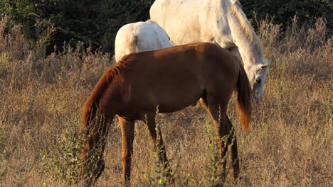 pure spanish horses searching for food at sunrise