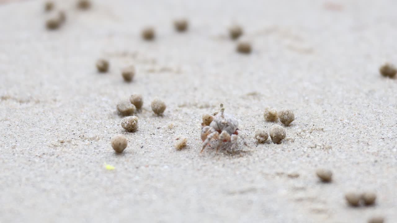 un cangrejo fantasma se mueve a través de la playa de arena