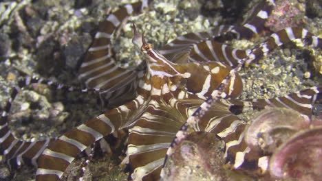 Wunderpus-photogenicus-at-night-moving-right-to-left,-medium-shot-of-head