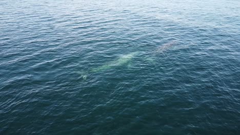 Ballenas-Grises-En-Las-Aguas-Azules-De-Baja-California-Sur,-México,-Vista-Aérea