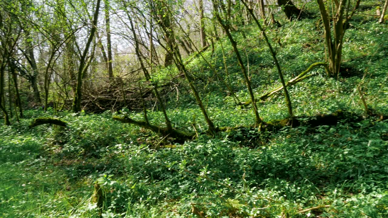perro explorando bosques salvajes y lecho de ríos