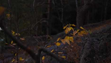 Moviéndose-Alrededor-De-Hojas-De-Follaje-Otoñal-En-Un-Sombrío-Bosque-Otoñal---Tiro-Pov-Circular