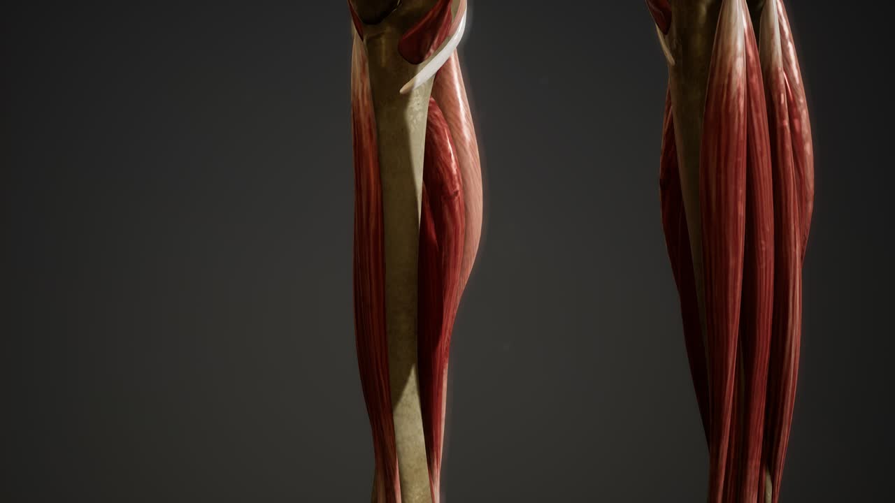 인간 신체 애니메이션의 근육 시스템