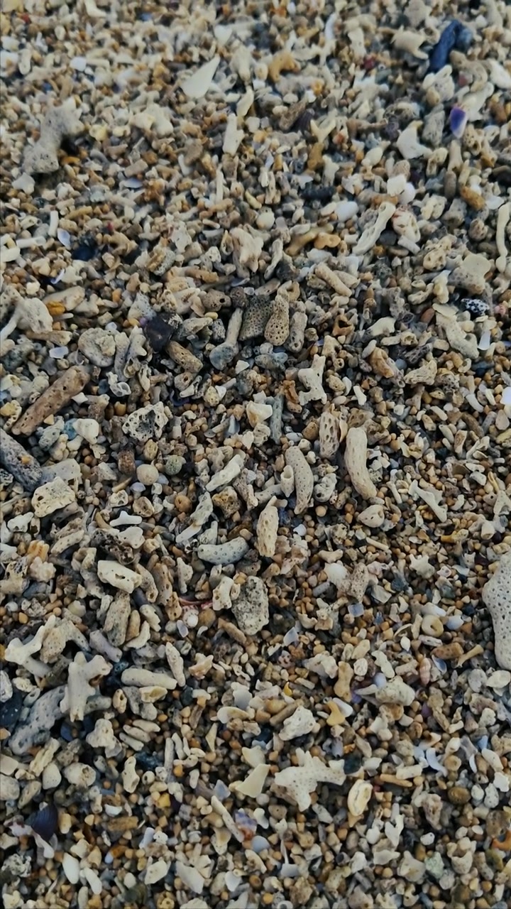 Vista Aproximada de Fragmentos de Coral Quebrados e Seixos em uma Praia Tropical