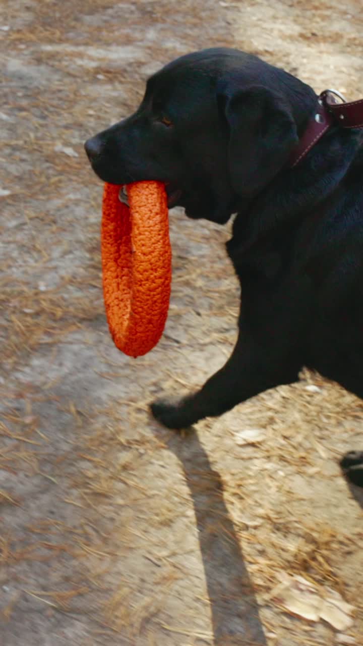 Cane nero gioioso trasporta con orgoglio un anello giocattolo arancione mentre cammina sul suolo della foresta coperto di aghi di pino e detriti naturali