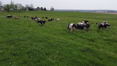 rural cows in a grassy field