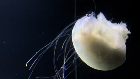 jellyfish - cyanea capillata - at kamon aquarium, japan