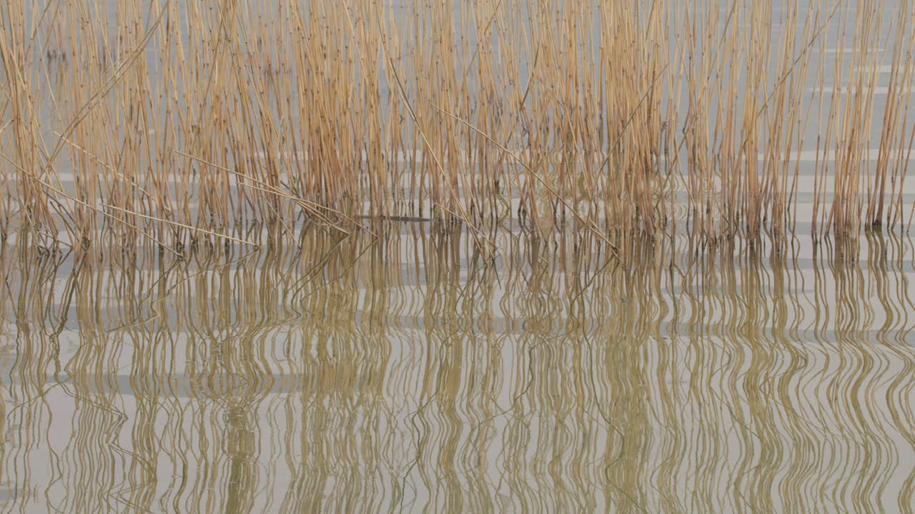 작은 호수 파도에 지팡이 덤불 반사