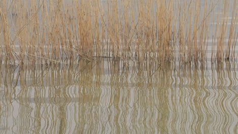 cane thicket reflection on small lake waves