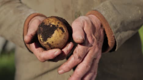 el granjero inspecciona su cosecha de patatas con las manos manchadas de tierra.