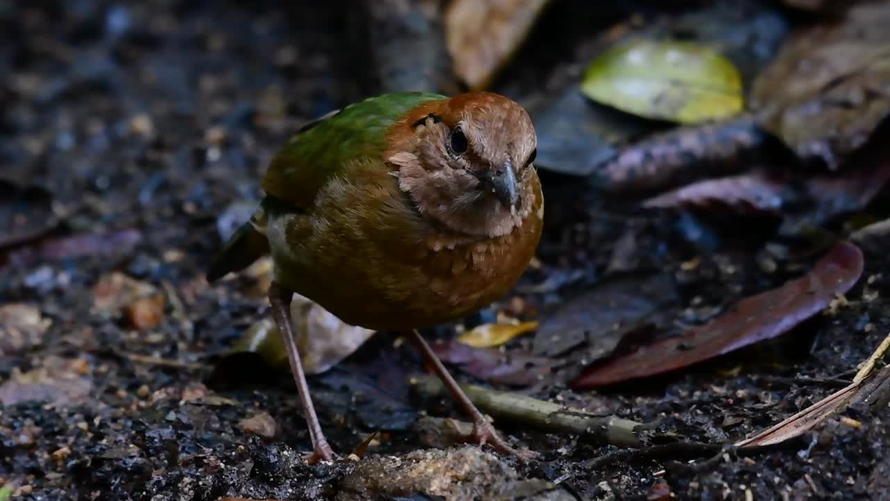 rusty-naped pitta는 고지대 산림 서식지에서 발견되는 신뢰하는 새입니다. 태국에는 이 새를 찾을 수 있는 장소가 너무 많습니다.