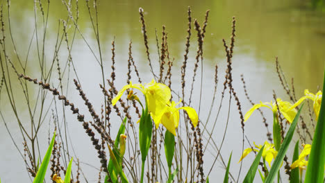 Iris-Pseudacorus,-Die-Gelbe-Flagge,-Gelbe-Iris-Oder-Wasserflagge,-Ist-Eine-Blühende-Pflanzenart-Aus-Der-Familie-Der-Iridaceae