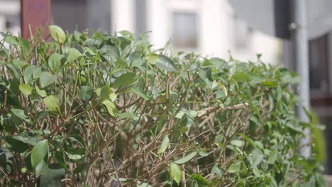 a man is pruning a bush with shears