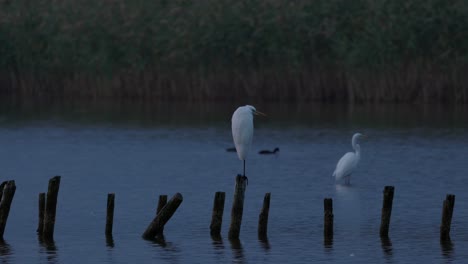 white herons fishing during early morning on the river