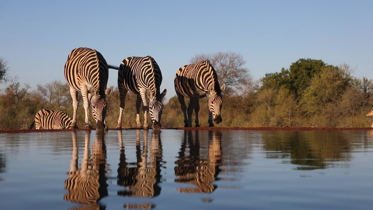 A wide shot of Burchell's zebra - impala drinking at waterhole before getting a fright and running off, Greater Kruger