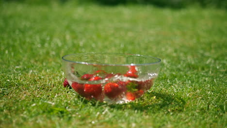 strawberries falling into water bowl