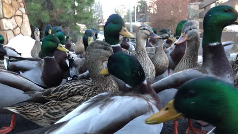 ducks gathering near a pond