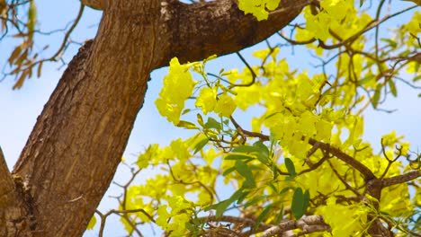 Las-Hermosas-Flores-Amarillas-Brillantes-Del-árbol-Kibrahacha-De-Curacao-Bailando-En-El-Viento---Tiro-Inclinado-Hacia-Arriba