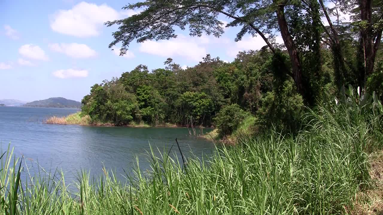 열대 정글의 일반적인 샷