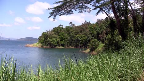 una toma genérica de una jungla tropical