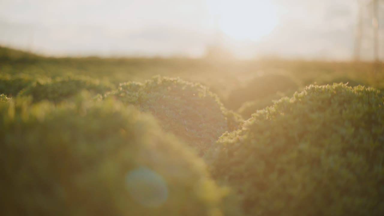 초록 덤불 들 을 가로질러 해가 지는 것