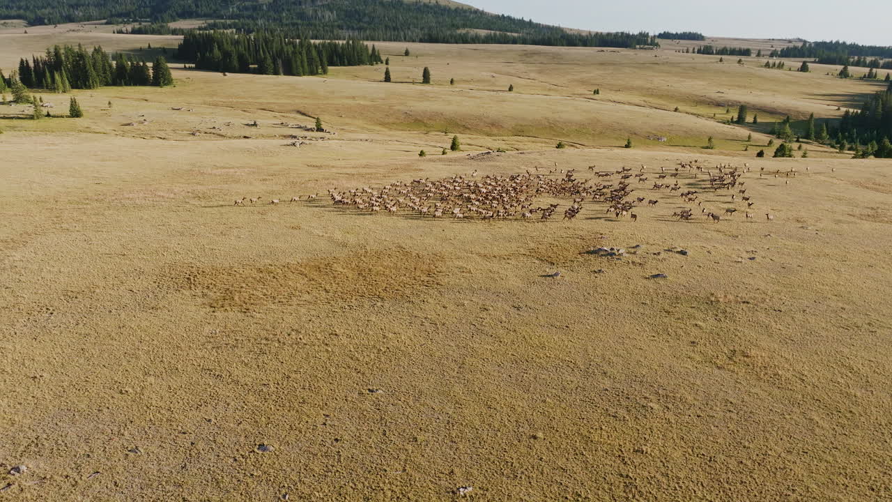 Drone shot of wild elk herd running through a beautiful western landscape