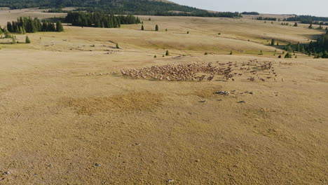 drone shot of wild elk herd running through a beautiful western landscape