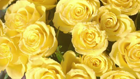 close-up of a vibrant bouquet of yellow roses