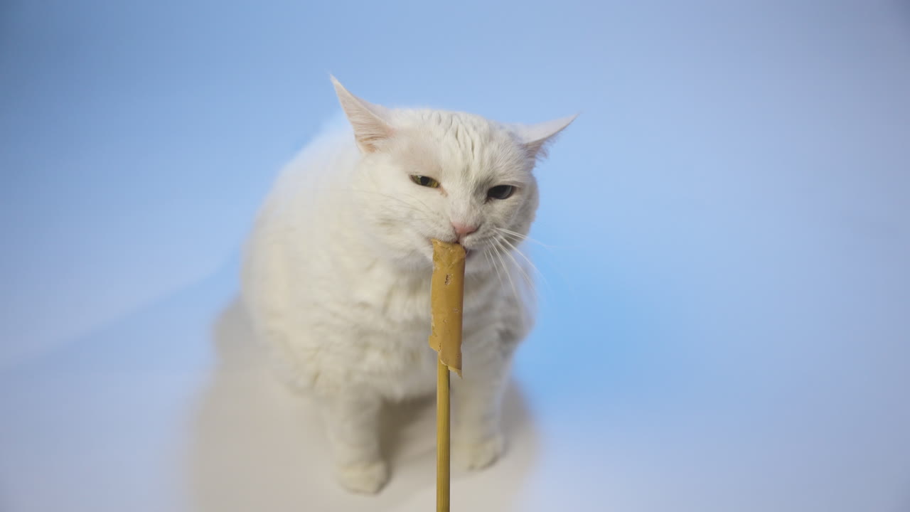 White cat holding and eating licking with tongue a treat on a soft blue background, medium shot, calm atmosphere, high angle looking down