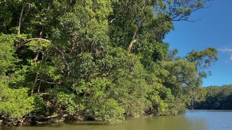 Moving-along-the-brown-waters-of-the-Amazon-like-Barron-River,-with-its-dense-jungle-shrouded-banks-with-their-tangles-of-creepers-and-rich-green-and-lush-rain-forest-in-tropical-North-Queensland