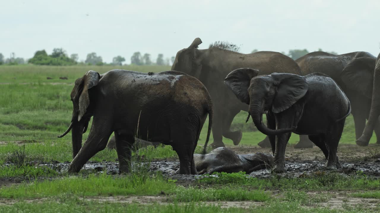 A herd of African elephants and their calves having a mud bath in the middle of the day, Chobe National Park