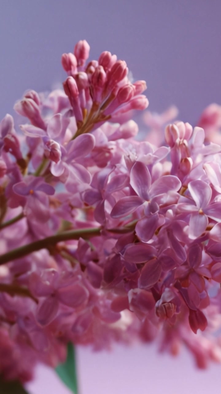Fotografi Jarak Dekat Bunga Lilac Merah Muda yang Halus dengan Latar Belakang Ungu Lembut, Menampilkan Keindahan dan Struktur Kelopak yang Rumit