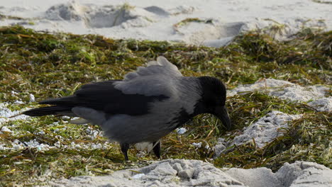 Eine-Nebelkrähe-Bläst-Ihre-Federn-An-Einem-Mit-Algen-übersäten-Sandstrand