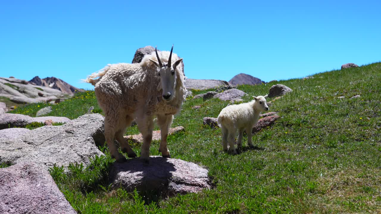 Mountain Goat and Kid in a Mountain Landscape