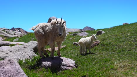 mountain goat and kid in a mountain landscape