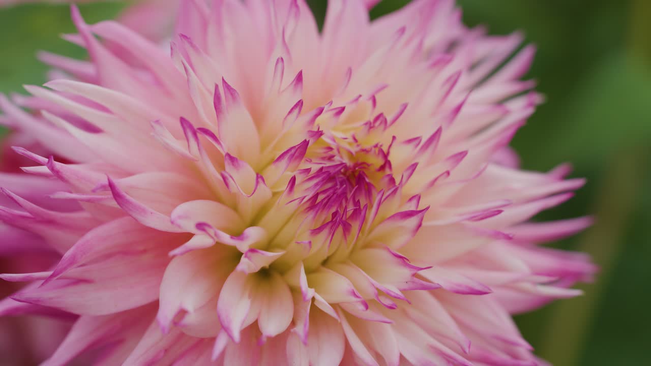 Macro camera slowly pans across vibrant pink dahlia flower, soft natural daylight, blurred background